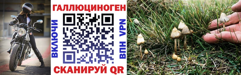 наркошоп  Каменск-Шахтинский  Псилоцибиновые грибы Psilocybe 